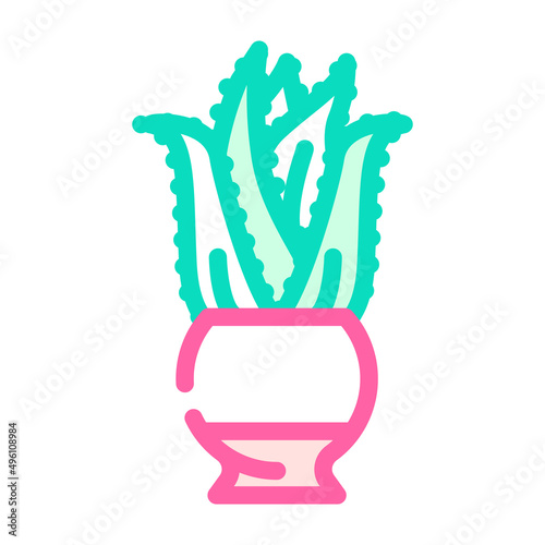 aloe domestic plant color icon vector. aloe domestic plant sign. isolated symbol illustration