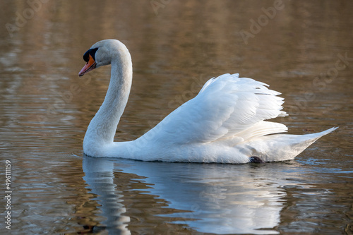 Cygnus olor - Mute swan - Cygne tubercul  