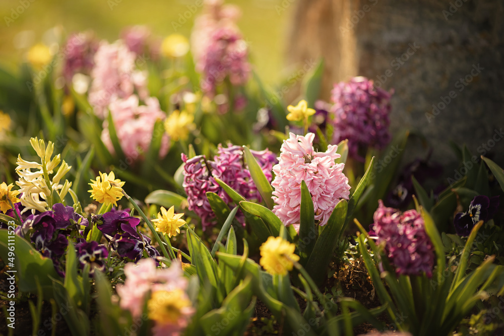 Obraz premium Bunte Frühlingsblumen.