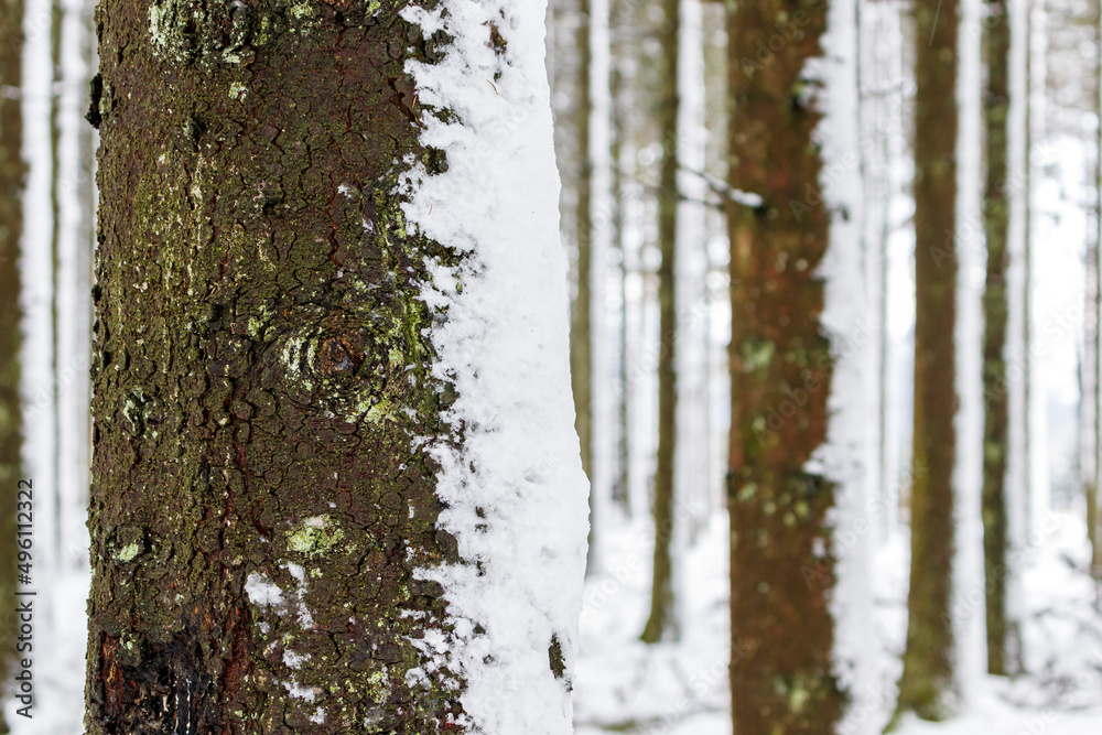 Obraz premium Tronc d'arbre enneigé
