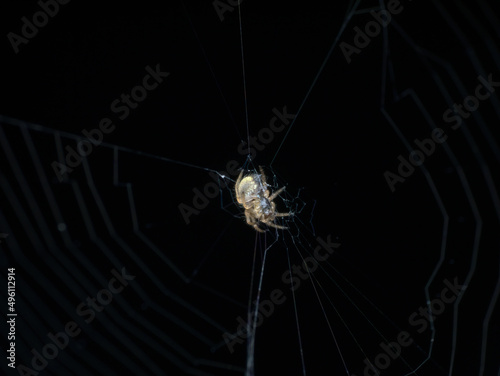little spider on the web with black background