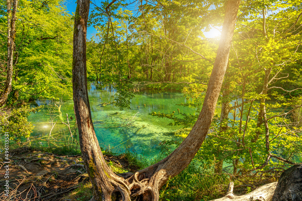 Trees of the by the Milino Jezero lake of Plitvice Lakes National Park in Croatia, Lika region. UNESCO World Heritage of Croatia named Plitvicka Jezera. Trees of the by the Milino Jezero lake of Plitvice Lakes National Park in Croatia, Lika region. UNESCO World Heritage of Croatia named Plitvicka Jezera.