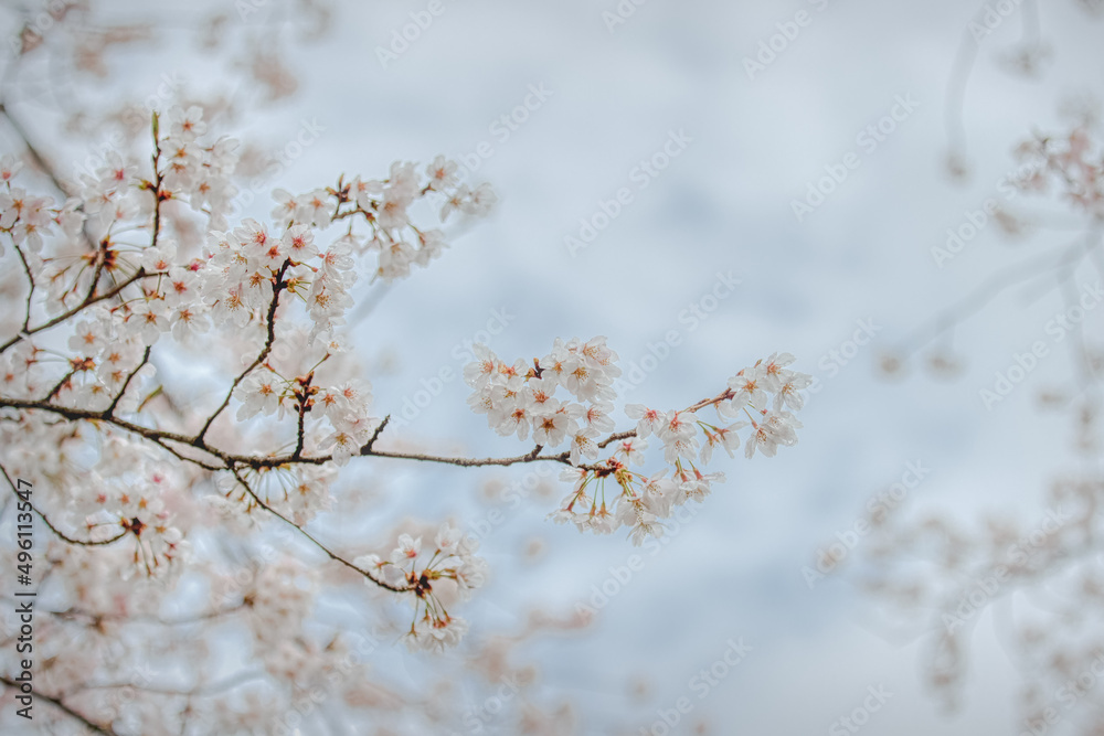 따뜻한 봄날에 활짝 핀 벚꽃