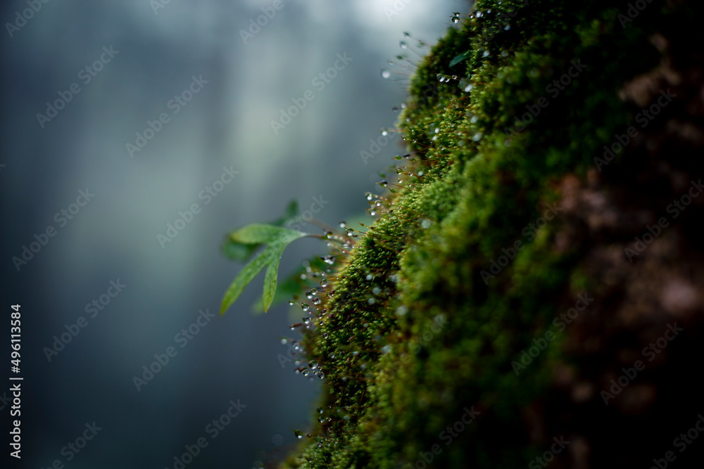 selective focus Dew and Green moss on pine trunks See the wet in the rainy season in the humid forests of Thailand Leave space for text selective focus Dew and Green moss on pine trunks See the wet in the rainy season in the humid forests of Thailand Leave space for text