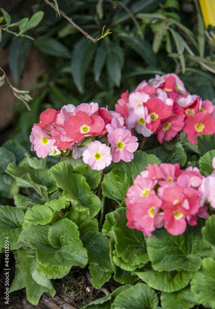 Bright pink primrose flowers in dense green foliage. Gardening, potted plant. Bright pink primrose flowers in dense green foliage. Gardening, potted plant.