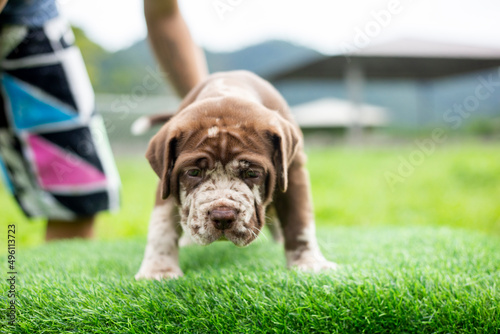 puppy light brown white cute fat on the green lawn Neapolitan Mastiff puppies mix with Bandog. © Core