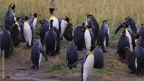 A column of royal penguins on Tierra del Fuego in Chile