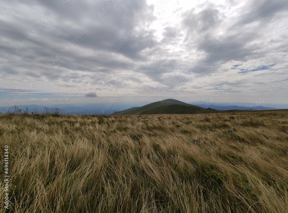 Mountain grass in strong wind Mountain grass in strong wind