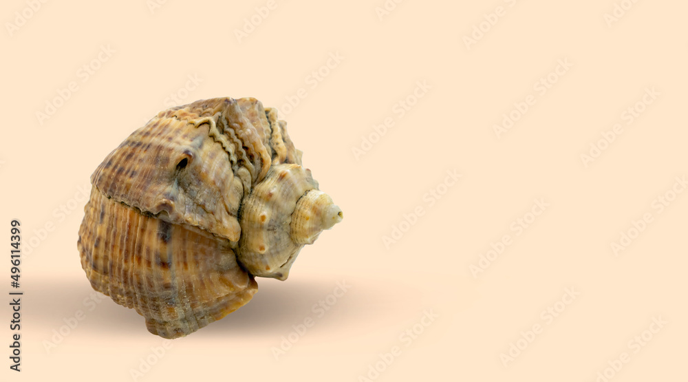 
Sea shell close-up on a light background.
Background, design, banner.