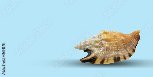  Sea shell close-up on a light background. Background, design, banner.