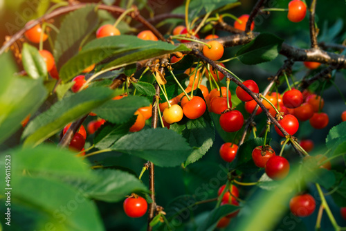 Sunlit ripe stella cherries hanging on cherry tree branch in cherry orchard.