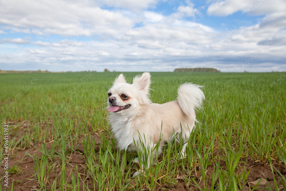 Dog breed chihuahua on a background of green grass. petite Chihuahua happily on a cloudy day above the meadow