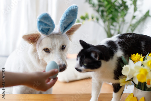 Cute dog in bunny ears and cat looking at stylish easter egg in woman hand. Happy Easter. Pets and easter holiday at home