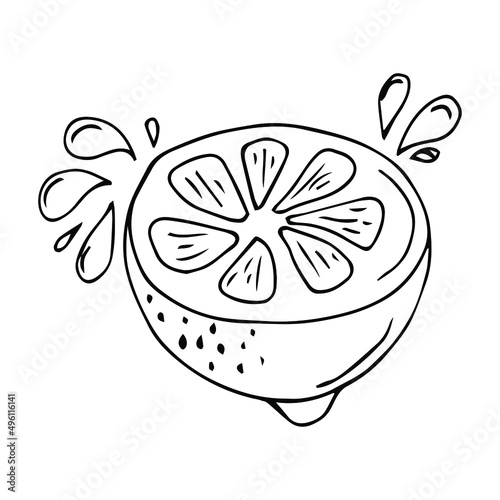 Lemon drawing. Summer fruit artistic illustration. Isolated hand drawn slice, blooming flower, leaves. Vegetarian tropical food. Great for label, poster, print, packaging