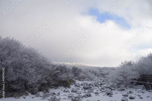 snow covered trees