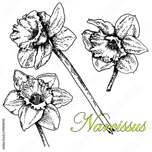 Narcissus. Set. Black and white sketch. Hand drawn vector illustration. Isolated on white background.Doodle