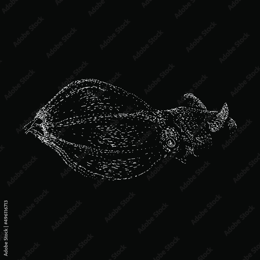 Fototapeta premium vampire squid illustration isolated on black background
