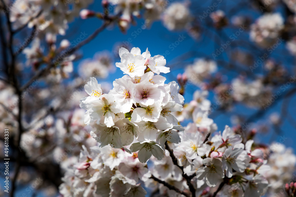桜 桜