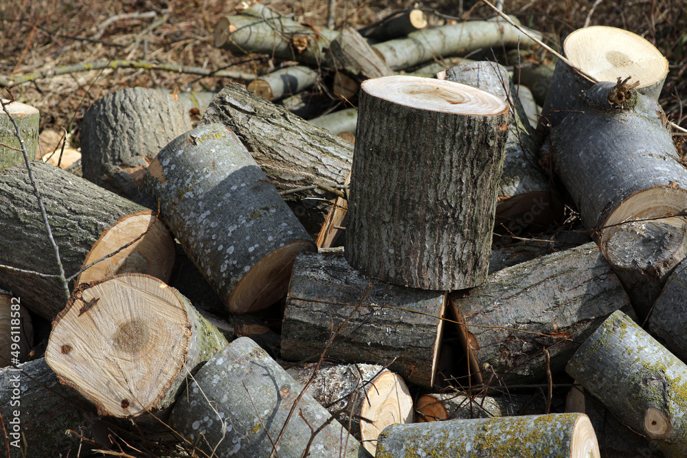 Firewood Wood freshly sawn in the forest Firewood Wood freshly sawn in the forest