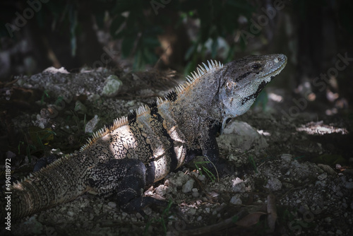 Close up of a black spiny-tailed iguana  black iguana  latin name  Ctenosaura Similis   on stones in tropical forest  Belize