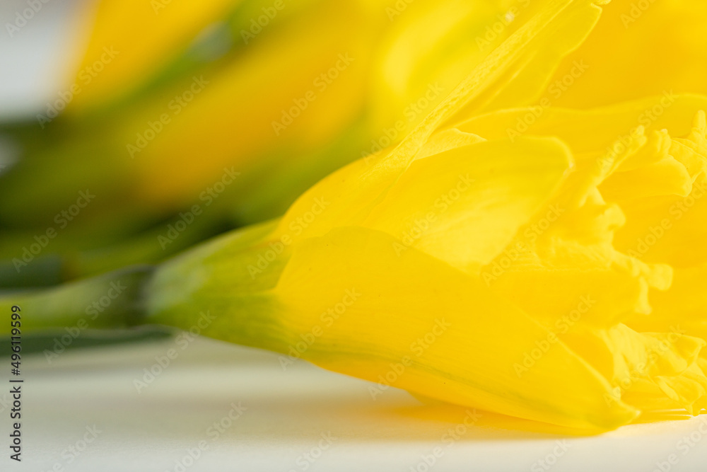 Yellow daffodil flowers on a white paper. Close up shot. Natural flowers vibrant colorful background. Yellow daffodil flowers on a white paper. Close up shot. Natural flowers vibrant colorful background.