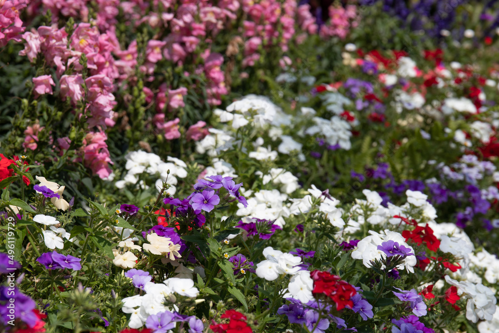 beautiful flower meadow in the garden, Verbena rigida Spreng. Common name “Verbena”