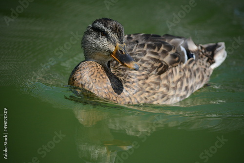 Duck