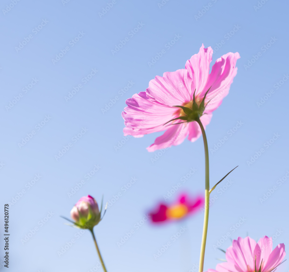 Cosmos Cosmos