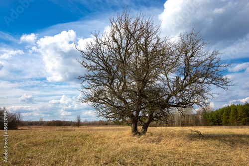 old tree on spring meadow