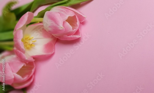 Close-up view of three soft delicate fresh pinkish tulips against pink background with space for text 
