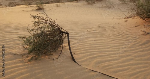 Dry plant bush tumbleweed in a middle on a sunny day in a sand desert with untouched land and sunset light. Endless sand dunes with withered plants. Small wave texture, calm relaxing meditation video