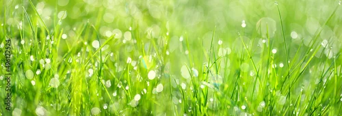 Panel kuchenny z motywem Beautiful green grass texture, abstract blurred natural background. meadow grass with drops dew close up. artistic image of purity freshness nature. ecology, save earth concept. banner