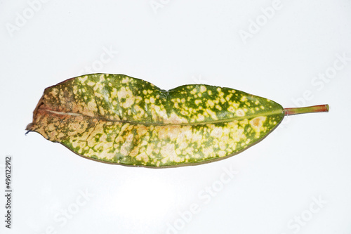 sick infected codiaeum leaf on white background photo