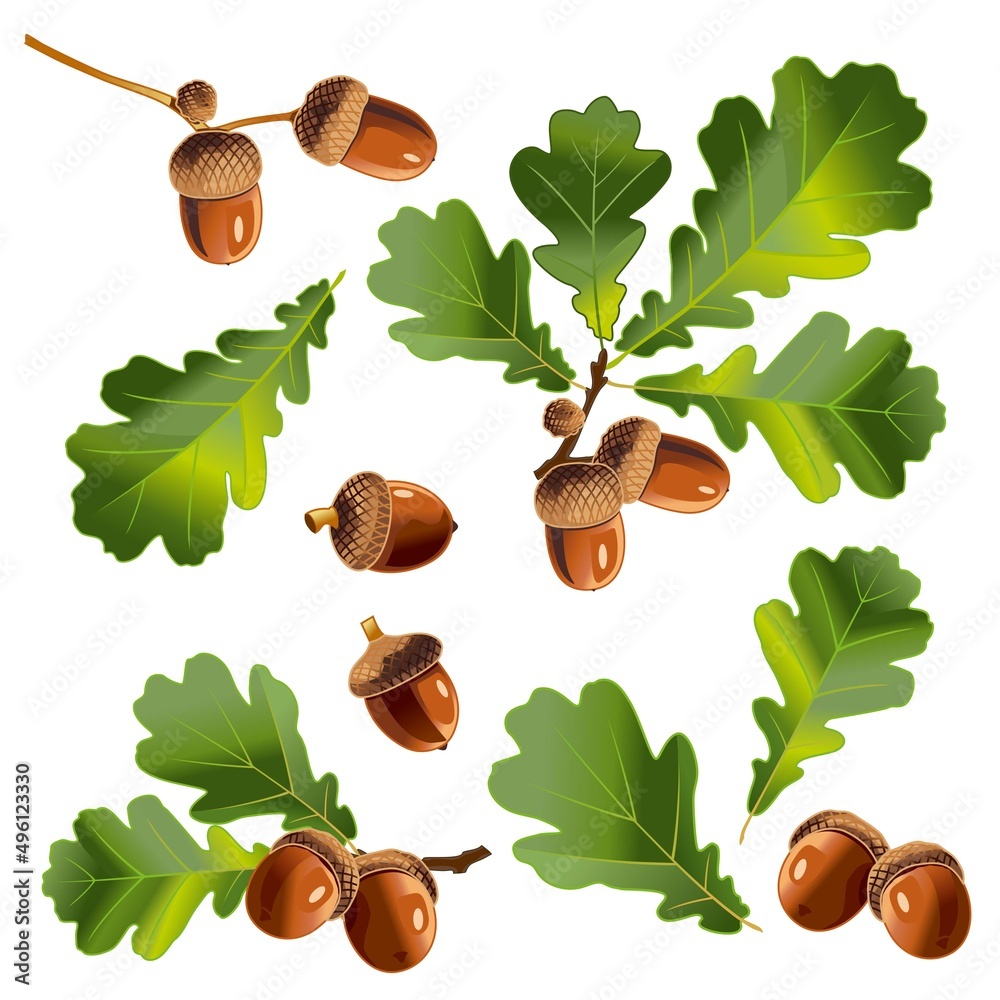 Oak tree branches, green oak leaves, acorns, oak leaves. Vector illustration. Set of isolated images. - obrazy, fototapety, plakaty 