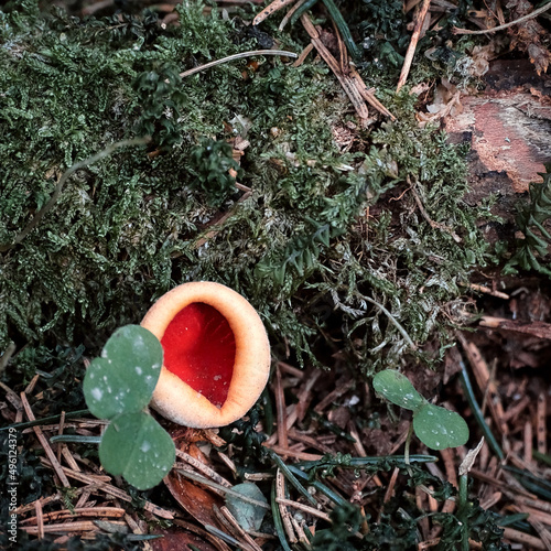 Scharlachroter Prachtbecherling wächst auf totem Holz am Waldboden photo