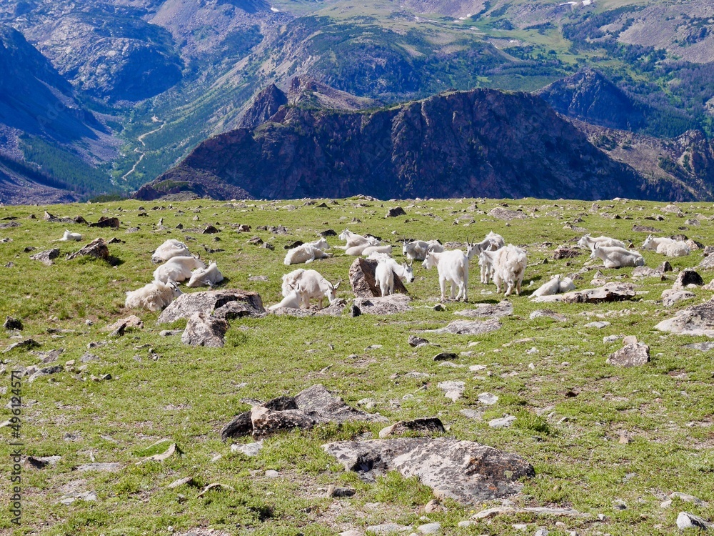 Flock of wild goats on Beartooth Pass, Wyoming. USA.
