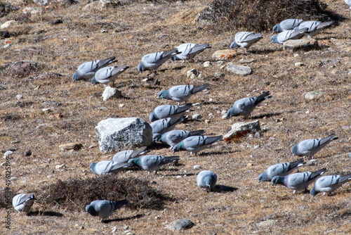 Flock of Hill Pigeons (Columba rupestris) photographed near Lachen in North Sikkim, India