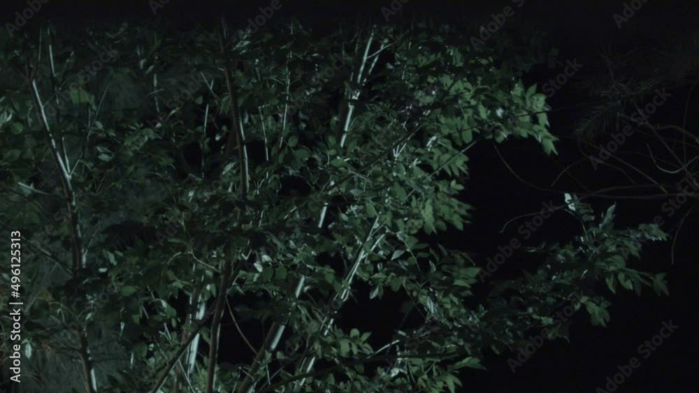 Wind blowing the branches and leaves of a tree at night. Wind blowing the branches and leaves of a tree at night.
