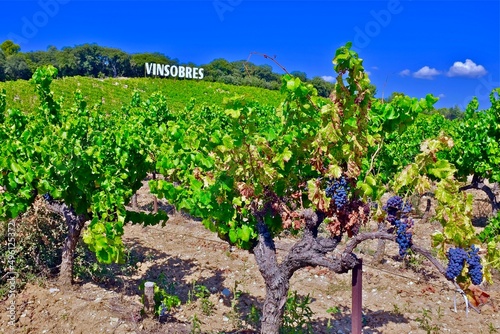 VIGNOBLE VINSOBRES DRÔME
