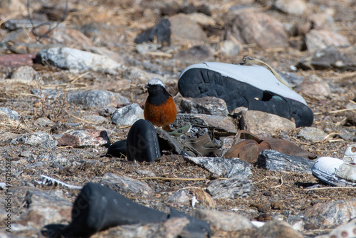 Güldenstädt's redstart (Phoenicurus erythrogastrus) or white-winged redstart photographed near Gurudongmar Lake in North Sikkim, India photo