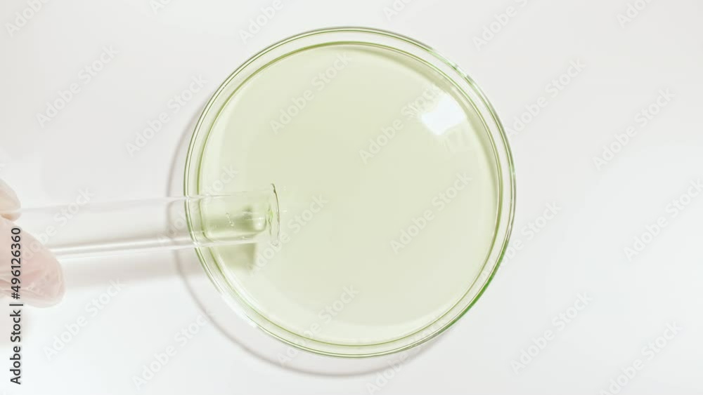 Transparent Green Fluid Oil from a Test Tube is Poured into Petri Dishes. Chemical Laboratory Research. Natural Organic Cosmetics, Medicine. Production of Natural Cosmetics Close-up. High quality 4k Transparent Green Fluid Oil from a Test Tube is Poured into Petri Dishes. Chemical Laboratory Research. Natural Organic Cosmetics, Medicine. Production of Natural Cosmetics Close-up. High quality 4k