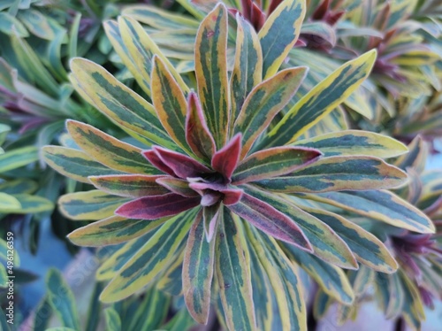 Euphorbia x martinii 'Ascot Rainbow' photo