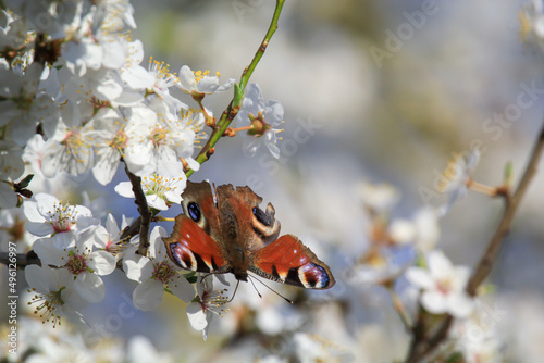 Ein Tagpfauenauge auf dem Blüten eines Obstbaumes.
 photo