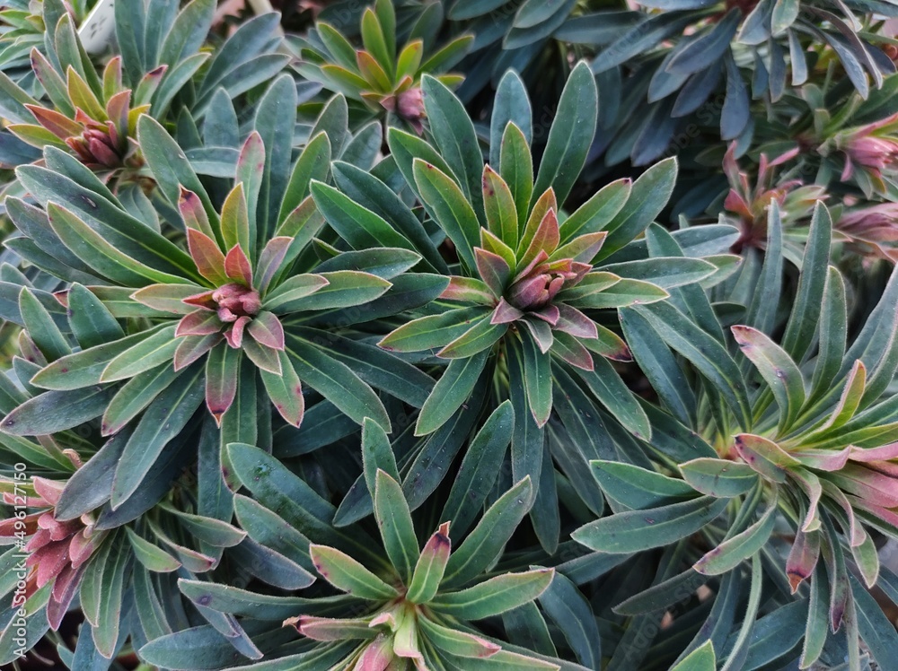 Euphorbia x martinii 'Baby Charm' Euphorbia x martinii 'Baby Charm'