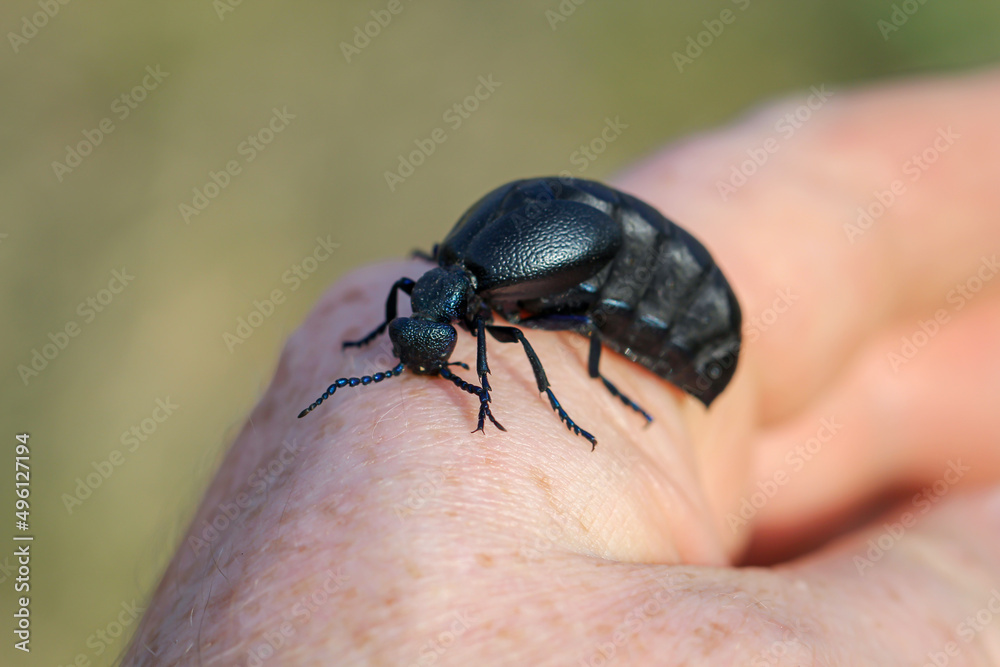 Portrait eines Schwarz Blauen Ölkäfer. Diese Käfer sind giftig und sondern eine giftige gelbe Substanz ab. Portrait eines Schwarz Blauen Ölkäfer. Diese Käfer sind giftig und sondern eine giftige gelbe Substanz ab.
