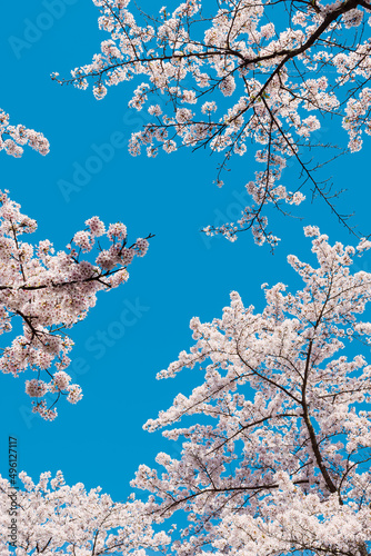 Pink and white Japanese cherry blossom tree against clear blue sky with copy space. Botany spring background. Floral minimal composition. Sakura in bloom.