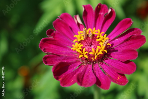 flower blossom nature park leaves macro