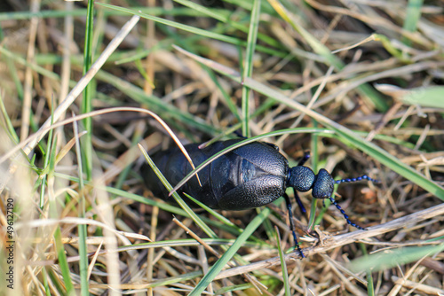 Portrait eines Schwarz Blauen Ölkäfer. Diese Käfer sind giftig und sondern eine giftige gelbe Substanz ab.