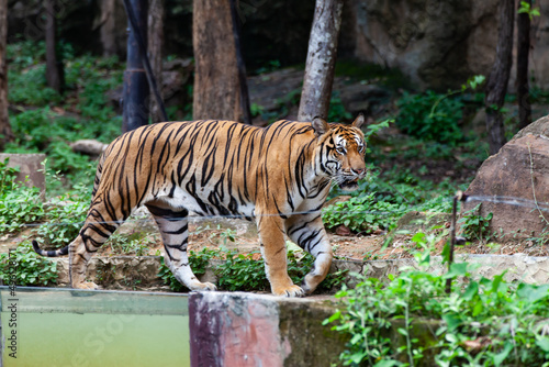 The tiger in the zoo looks at the electric wire  looking for a way out of the cage.