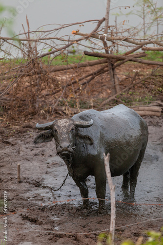 Buffalo in a stall in countrysideThailand, Thai buffalo. photo